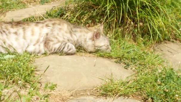 Gato feliz disfrutando de la raíz de la planta en la hierba en el jardín. primer plano, 4k, desenfoque de fondo — Vídeo de stock