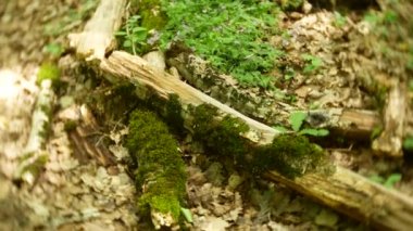 Portre. bir günlüğüne Yaz aylarında ormandaki moss. Scilla siberica çiçek günlükleri yakınında. 4k, arka plan bulanıklık