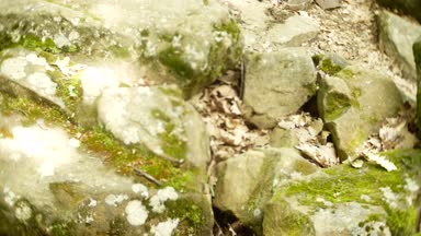Antik Bina dolmen ağaçları, 4k arasında bir bakış. arka plan bulanıklık