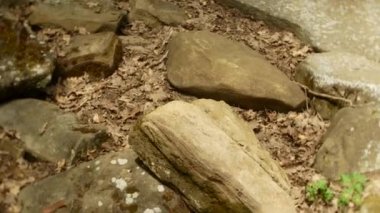 Antik Bina dolmen ağaçları, 4k arasında bir bakış. arka plan bulanıklık