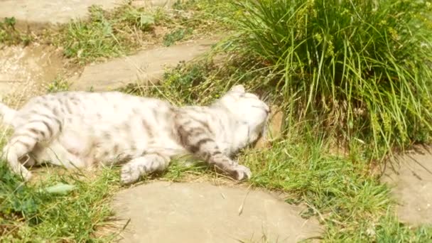 Gato feliz disfrutando de la raíz de la planta en la hierba en el jardín. primer plano, 4k, desenfoque de fondo — Vídeo de stock