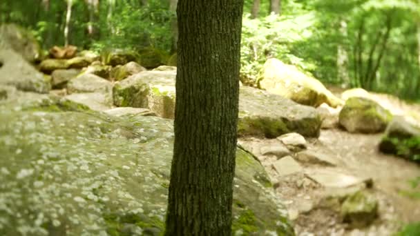 Вид на древний строительный дольмен среди деревьев, 4к. Фоновое размытие — стоковое видео