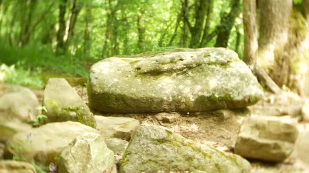 Zobacz Dolmen starożytny budynek wśród drzew, 4k. Rozmycie tła — Wideo stockowe