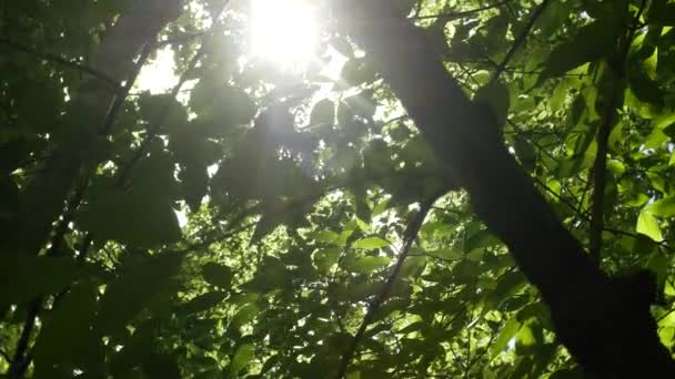 Fundo da natureza. Sol bonito brilhar através do sopro em folhas verdes de árvore de vento. Bokeh abstrato desfocado com erupção solar. Movimento lento. 4k — Vídeo de Stock