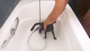 Siyah bir kedi küvet, 4 k, yavaş hareket yıkama.