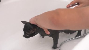 Siyah bir kedi küvet, 4 k, yavaş hareket yıkama.