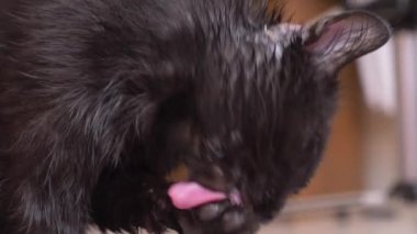 Yetişkin siyah kedi pençeleri ile dil yıkar. Oda yakın çekim, 4k