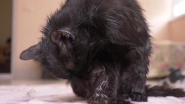 Yetişkin siyah kedi pençeleri ile dil yıkar. Oda yakın çekim, 4k