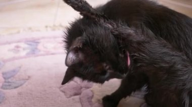 Yetişkin siyah kedi pençeleri ile dil yıkar. Oda yakın çekim, 4k