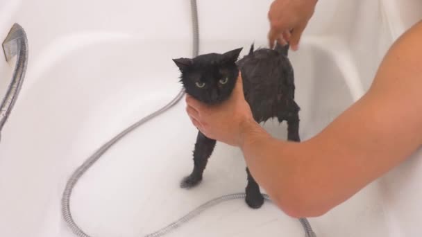 Lavando un gato negro en la bañera, 4k, cámara lenta — Vídeo de stock