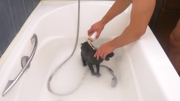 Мытье черной кошки в ванне, 4k, замедленная съемка — стоковое видео