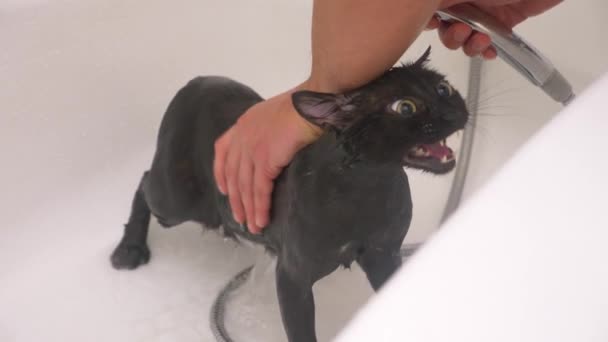 Lavaggio di un gatto nero nella vasca da bagno, 4k, rallentatore — Video Stock
