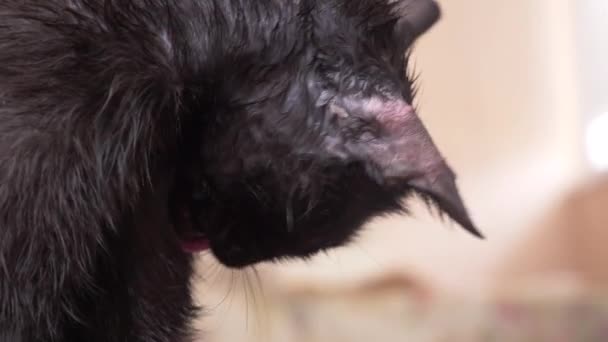 Adult black cat washes paws with language. in the room close-up, 4k — Stock Video