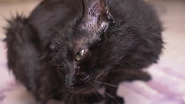 O gato preto adulto lava patas com a língua. no quarto close-up, 4k — Vídeo de Stock