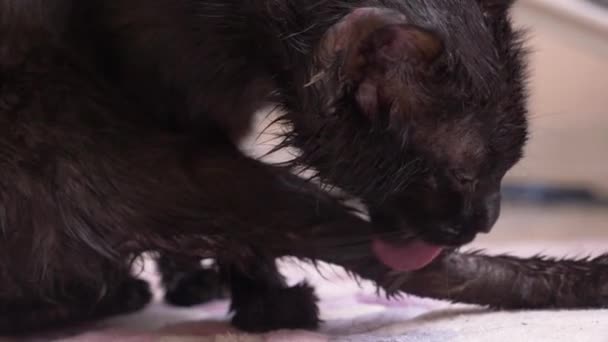 Yetişkin siyah kedi pençeleri ile dil yıkar. Oda yakın çekim, 4k — Stok video
