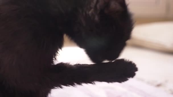 Gato negro adulto lava las patas con el lenguaje. en la habitación de cerca, 4k — Vídeo de stock