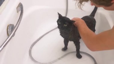 Siyah bir kedi küvet, 4 k, yavaş hareket yıkama.