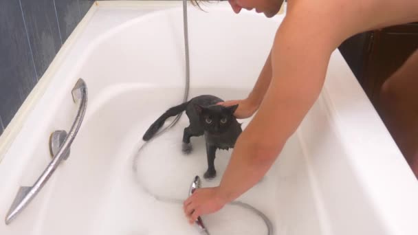 Washing a black cat in bathtub, 4k, slow-motion — Stock Video