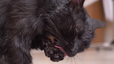 Yetişkin siyah kedi pençeleri ile dil yıkar. Oda yakın çekim, 4k