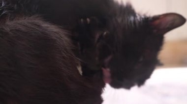 Yetişkin siyah kedi pençeleri ile dil yıkar. Oda yakın çekim, 4k