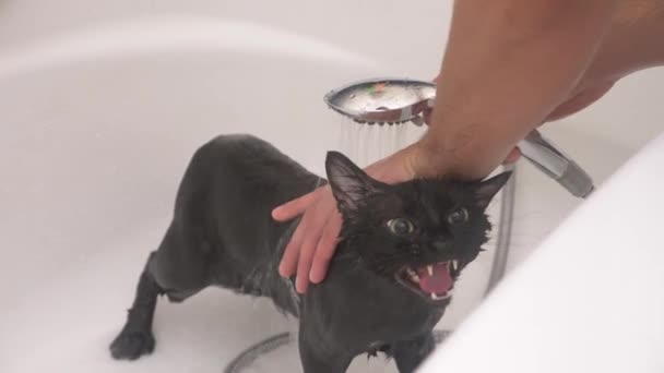 Lavando un gato negro en la bañera, 4k, cámara lenta — Vídeo de stock