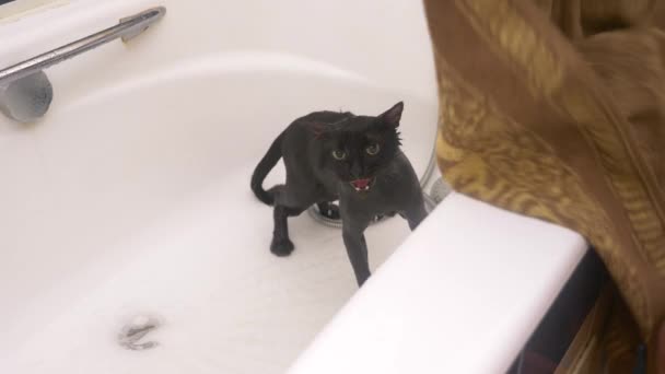 Waschen einer schwarzen Katze in der Badewanne, 4k, Zeitlupe — Stockvideo