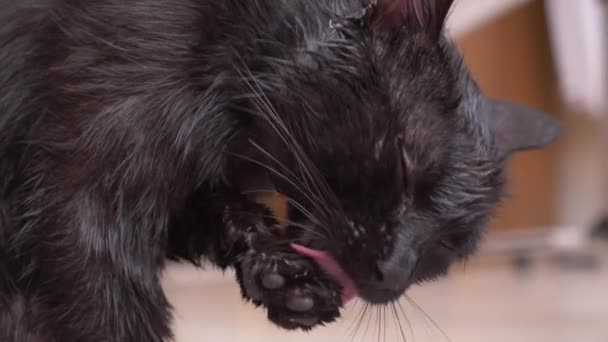 Gato negro adulto lava las patas con el lenguaje. en la habitación de cerca, 4k — Vídeos de Stock