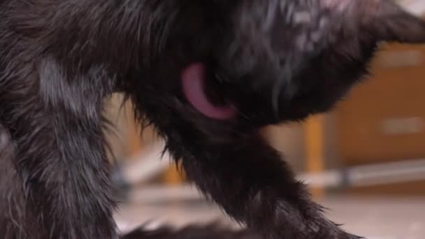 Дорослий чорний кіт миє лапи мовою. в кімнаті крупним планом, 4k — стокове відео