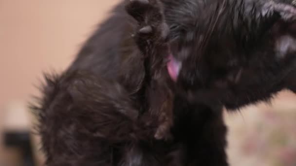 Die erwachsene schwarze Katze wäscht Pfoten mit Sprache. im Raum Nahaufnahme, 4k — Stockvideo
