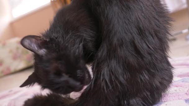 Ενηλίκων μαύρη γάτα πλένει τα πόδια με τη γλώσσα. το γκρο πλαν το δωμάτιο, 4k — Αρχείο Βίντεο