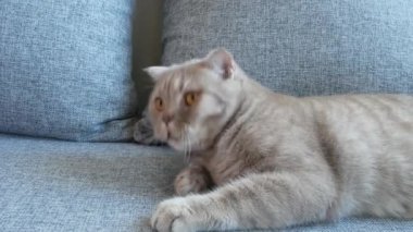 Yakın çekim. güzel İskoç kat krem tekir büyük sarı gözleri ile lop-eared. Şirin komik kedi kanepede yatıyor ve kameraya bakıyor.