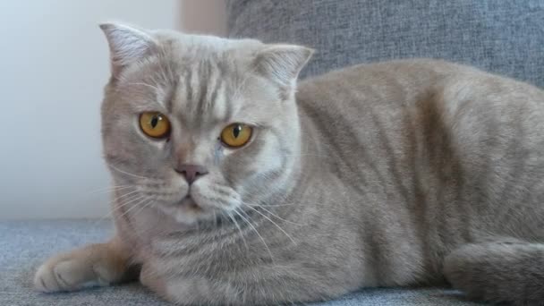 Close up. beautiful scottish fold cream tabby lop-eared with big yellow eyes. Cute Funny cat is lying on the couch and is looking at the camera. — Stock Video