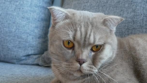 Close up. beautiful scottish fold cream tabby lop-eared with big yellow eyes. Cute Funny cat is lying on the couch and is looking at the camera. — Stock Video