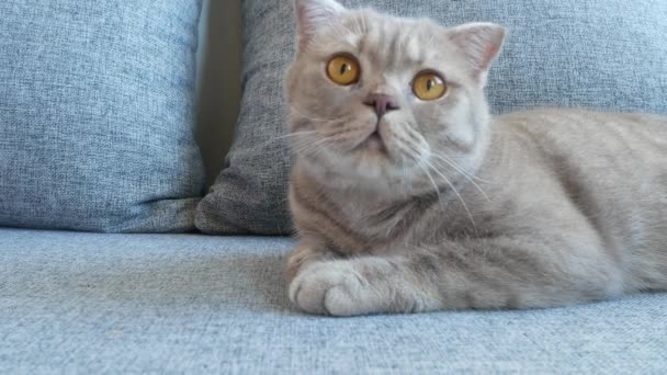 Ferme là. belle écossaise pli crème tabby boucle d'oreille avec de grands yeux jaunes. Mignon chat drôle est couché sur le canapé et regarde la caméra . — Video