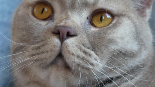 Chiudete. bella piega scozzese crema tabby lop-ear con grandi occhi gialli. carino divertente gatto è sdraiato su il divano e è guardando il fotocamera . — Video Stock