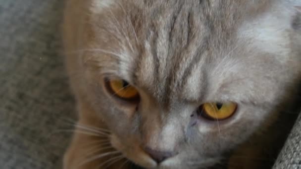 De cerca. hermosa crema de pliegue escocés tabby orejudo con grandes ojos amarillos. Lindo gato divertido está acostado en el sofá y está mirando a la cámara . — Vídeo de stock