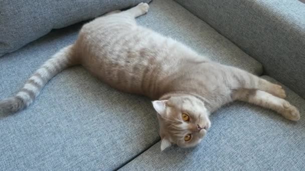 Nahaufnahme. schöne schottische Falte creme gestromt mit großen gelben Augen. süße lustige Katze liegt auf dem Sofa und schaut in die Kamera. — Stockvideo