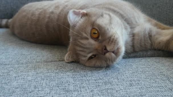 Close up. beautiful scottish fold cream tabby lop-eared with big yellow eyes. Cute Funny cat is lying on the couch and is looking at the camera. — Stock Video