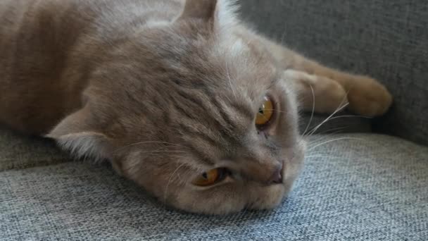 De cerca. hermosa crema de pliegue escocés tabby orejudo con grandes ojos amarillos. Lindo gato divertido está acostado en el sofá y está mirando a la cámara . — Vídeos de Stock