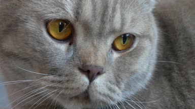 Yakın çekim. güzel İskoç kat krem tekir büyük sarı gözleri ile lop-eared. Şirin komik kedi kanepede yatıyor ve kameraya bakıyor.