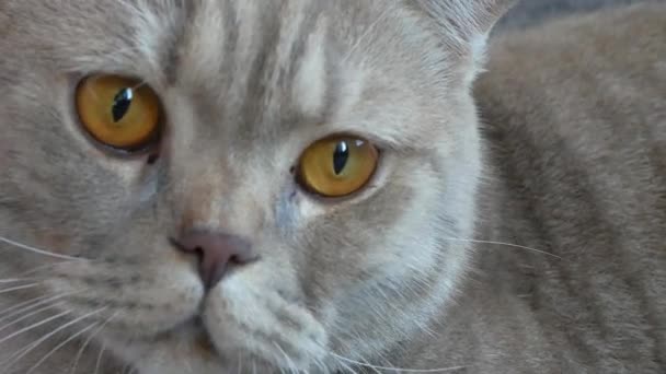 Κοντινό πλάνο. όμορφη scottish Διπλώνετε κρέμα τιγρέ κρεμάμενα ωτά με μεγάλα κίτρινα μάτια. Χαριτωμένο αστείο γάτα είναι ξαπλωμένος στον καναπέ και να βλέπουν τα φωτογραφικών μηχανών. — Αρχείο Βίντεο