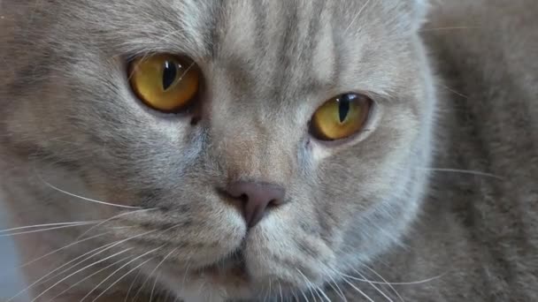 Chiudete. bella piega scozzese crema tabby lop-ear con grandi occhi gialli. carino divertente gatto è sdraiato su il divano e è guardando il fotocamera . — Video Stock