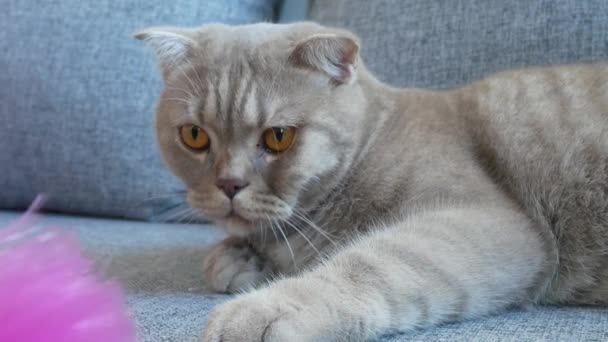 De cerca. hermosa crema de pliegue escocés tabby orejudo con grandes ojos amarillos. Lindo gato divertido está acostado en el sofá y está mirando a la cámara . — Vídeo de stock