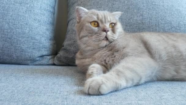 クローズ アップ 美しいスコティッシュ フォールド クリーム虎猫黄色の大きな目のスコティッシュフォールド かわいい面白い猫はソファに横たわっていると カメラを見ています — ストック動画