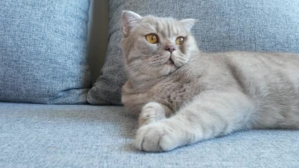 Cerca Hermosa Crema Pliegue Escocés Tabby Orejudo Con Grandes Ojos — Vídeo de stock