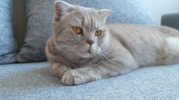 Ferme là. belle écossaise pli crème tabby boucle d'oreille avec de grands yeux jaunes. Mignon chat drôle est couché sur le canapé et regarde la caméra . — Video