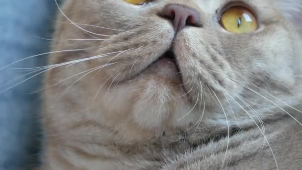 Ferme là. belle écossaise pli crème tabby boucle d'oreille avec de grands yeux jaunes. Mignon chat drôle est couché sur le canapé et regarde la caméra .