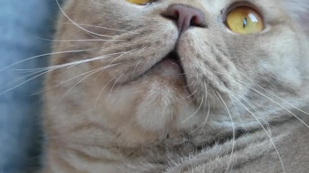 Fecha. belo escocês dobra creme tabby lop-eared com grandes olhos amarelos. Gato engraçado bonito está deitado no sofá e está olhando para a câmera . — Vídeo de Stock