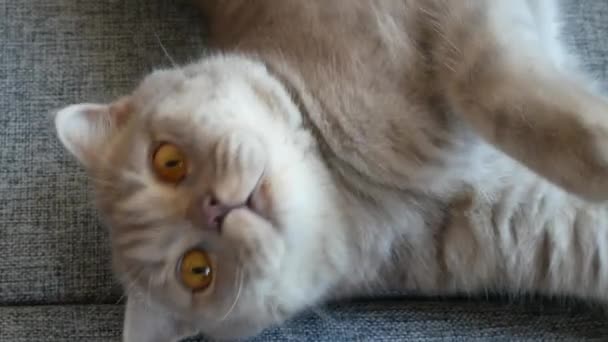 Chiudete. bella piega scozzese crema tabby lop-ear con grandi occhi gialli. carino divertente gatto è sdraiato su il divano e è guardando il fotocamera . — Video Stock