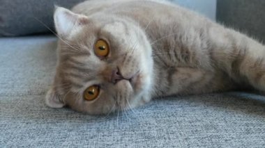 Yakın çekim. güzel İskoç kat krem tekir büyük sarı gözleri ile lop-eared. Şirin komik kedi kanepede yatıyor ve kameraya bakıyor.